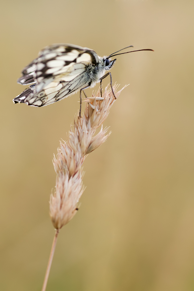 Schachbrettfalter-1020_web.jpg