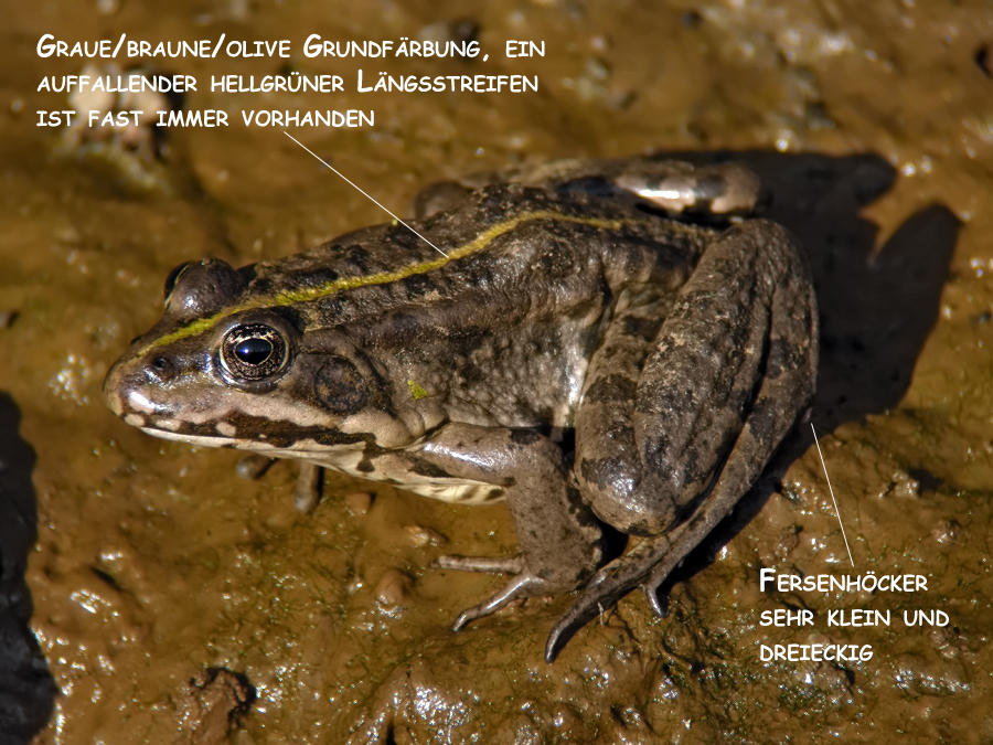Pelophylax_ridibundus_2.jpg
