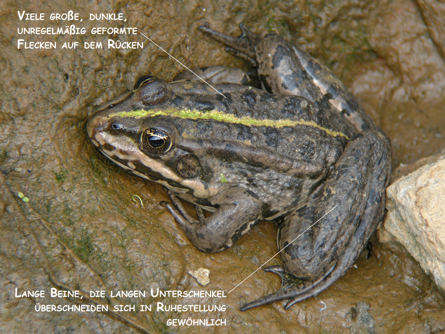 Pelophylax_ridibundus_1.jpg