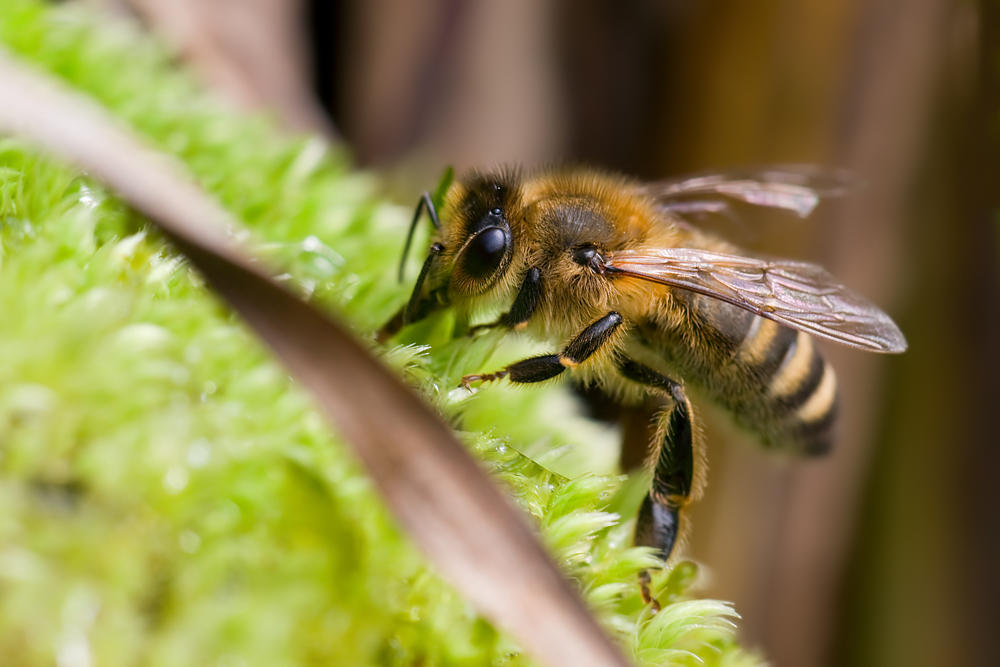 compBienen13.9.2010B.Gar.Zch.DSC_8696 75% - Kopie.jpg