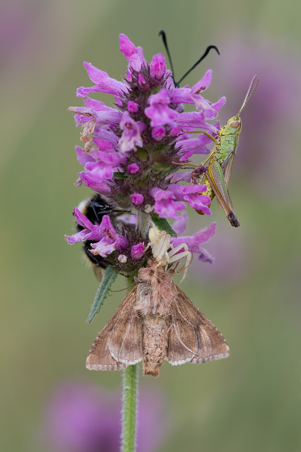 IMG_0184_5.6_1.10_200_Krabbenspinne-und-Co_Rabengrund.jpg