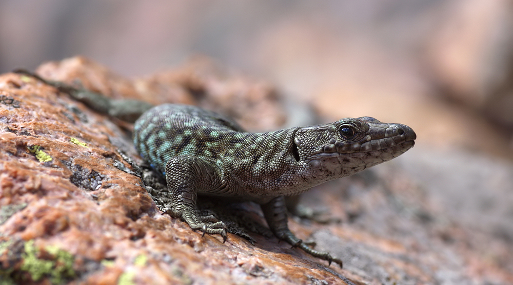 IMG_2465-AB_frontal_totale _pano.jpg