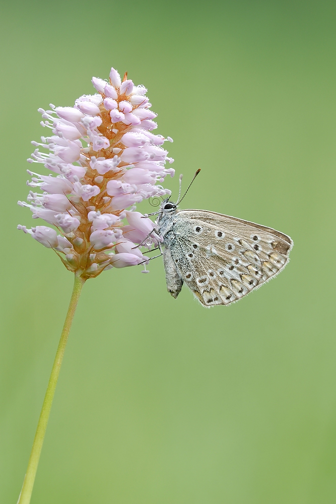 comp_DSC_6135.jpg