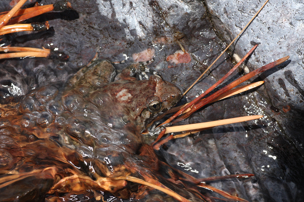 IMG_0492-disco im wasser web.jpg
