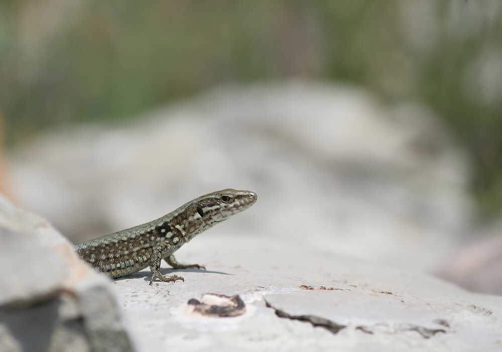 vermutl. Gebirgseidechse.jpg