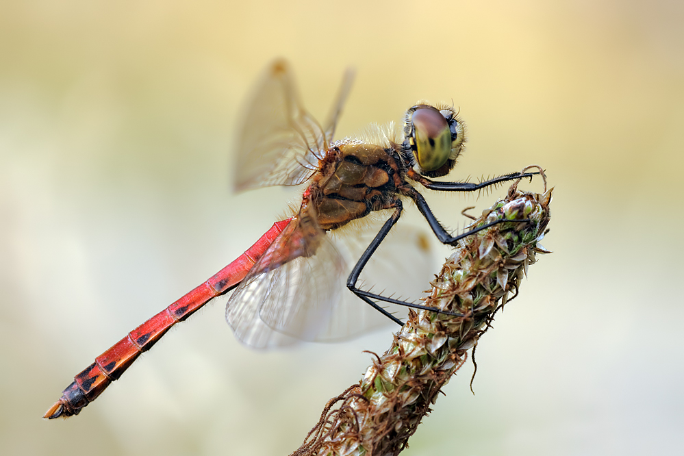 15.09.2010-Libellen paradies(2) 022.jpg