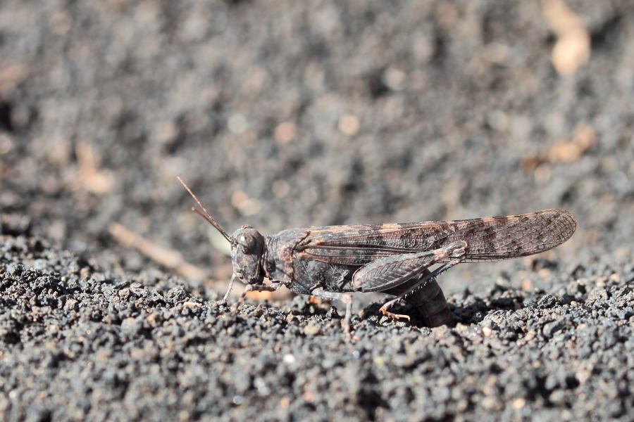 schrecke_lanzarote_1.JPG