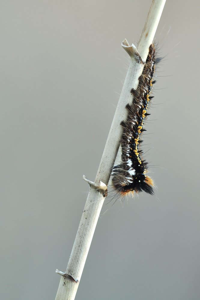 Jännerraupe DSC_7783 web.jpg