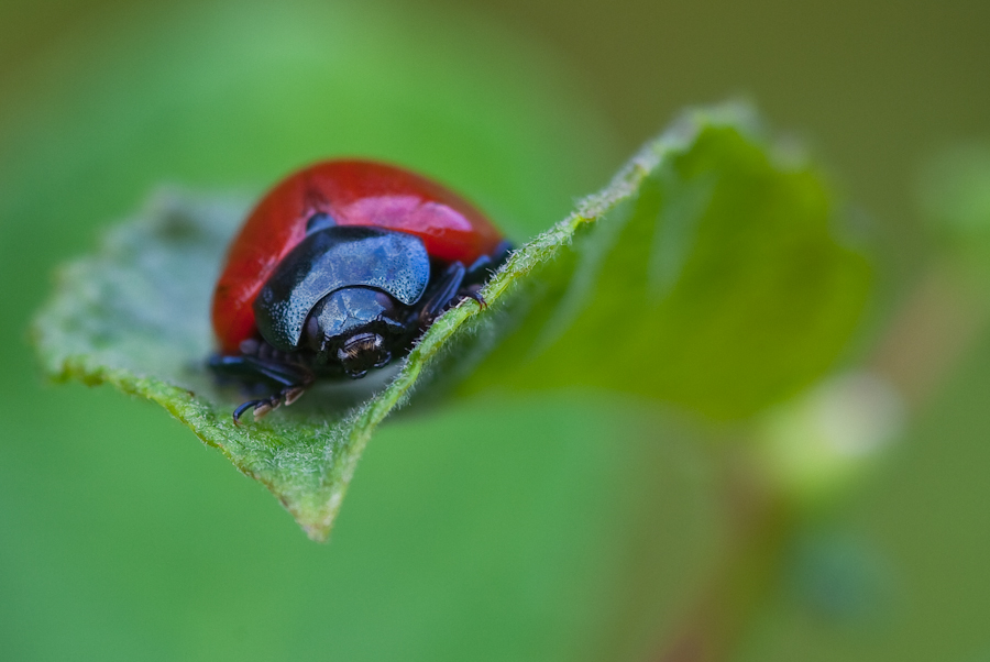 _IGP7465.jpg