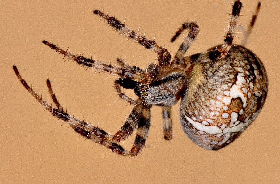 Spinne 5.jpg