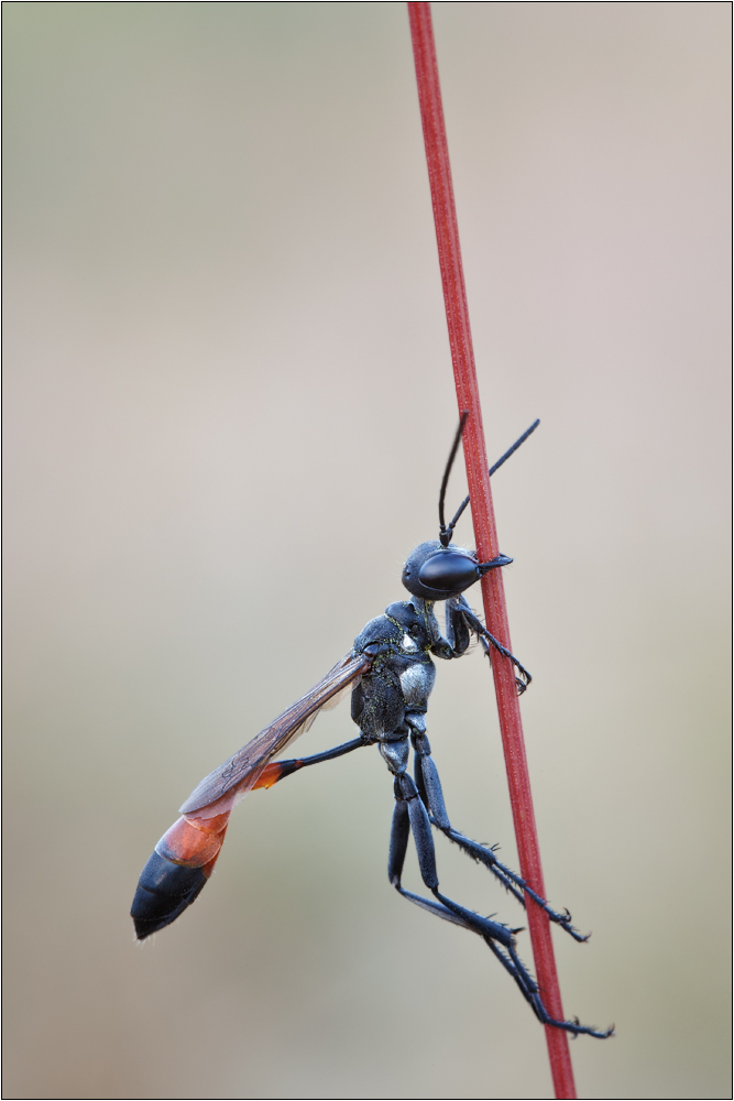 Ammophila_spec_85zH330O.jpg
