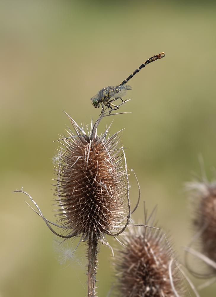 Onychogomphus_forcipatus_fakir_m_IMG_1145_gesamt.jpg