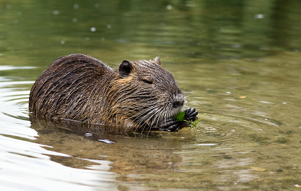 Nutria2.jpg