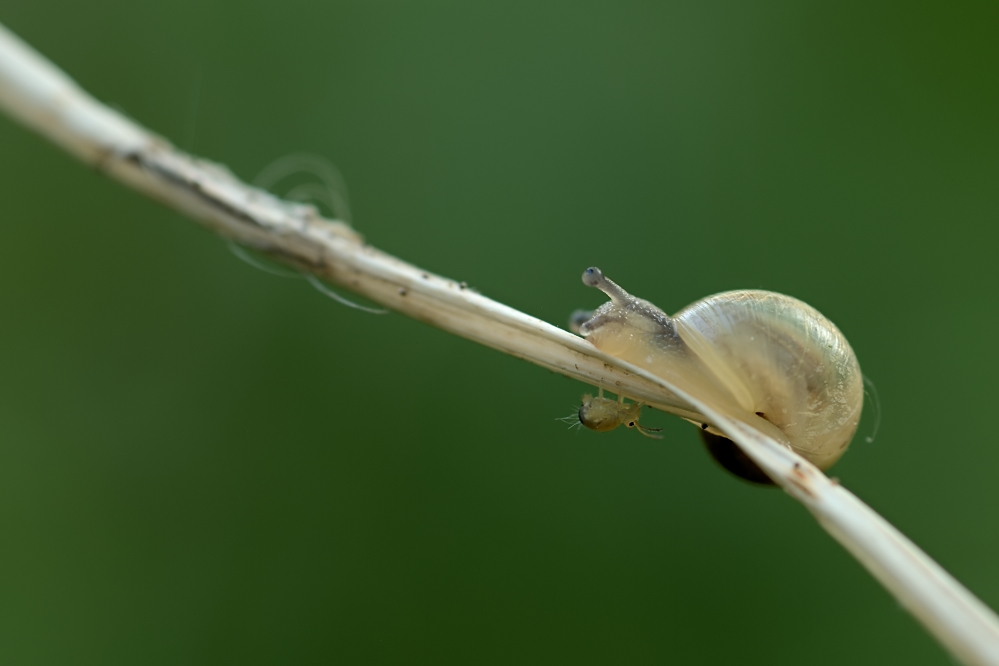 D80_9848_RT3a1.jpg