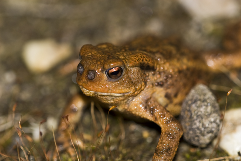 _MG_000911_Erdkröte mit Goldfliegenlarven.jpg