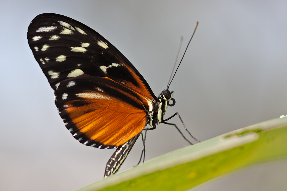 2011.02.26 10-39-47 0602 - Tiger-Passionsfalter - Heliconius ismenius.jpg