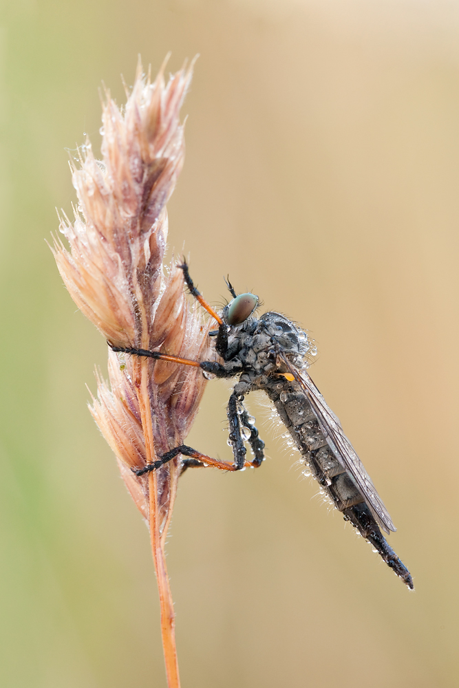 Raubfliege-F-10-Sec-1-5.jpg