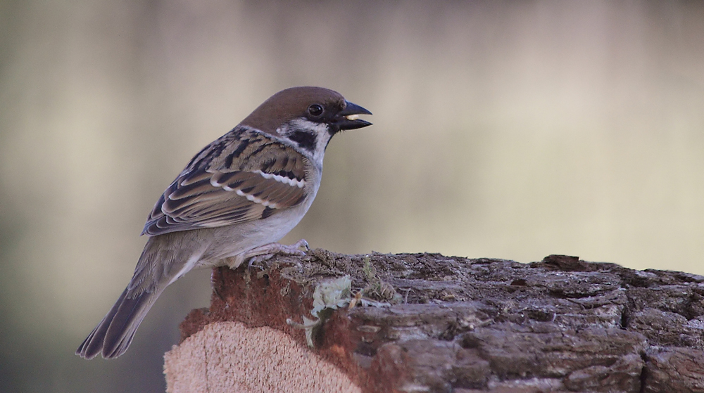 Kopie von IMG_9079.JPG