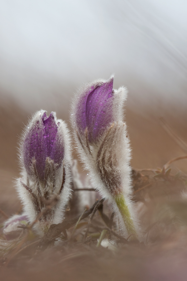 20110311-Küchenschelle.jpg