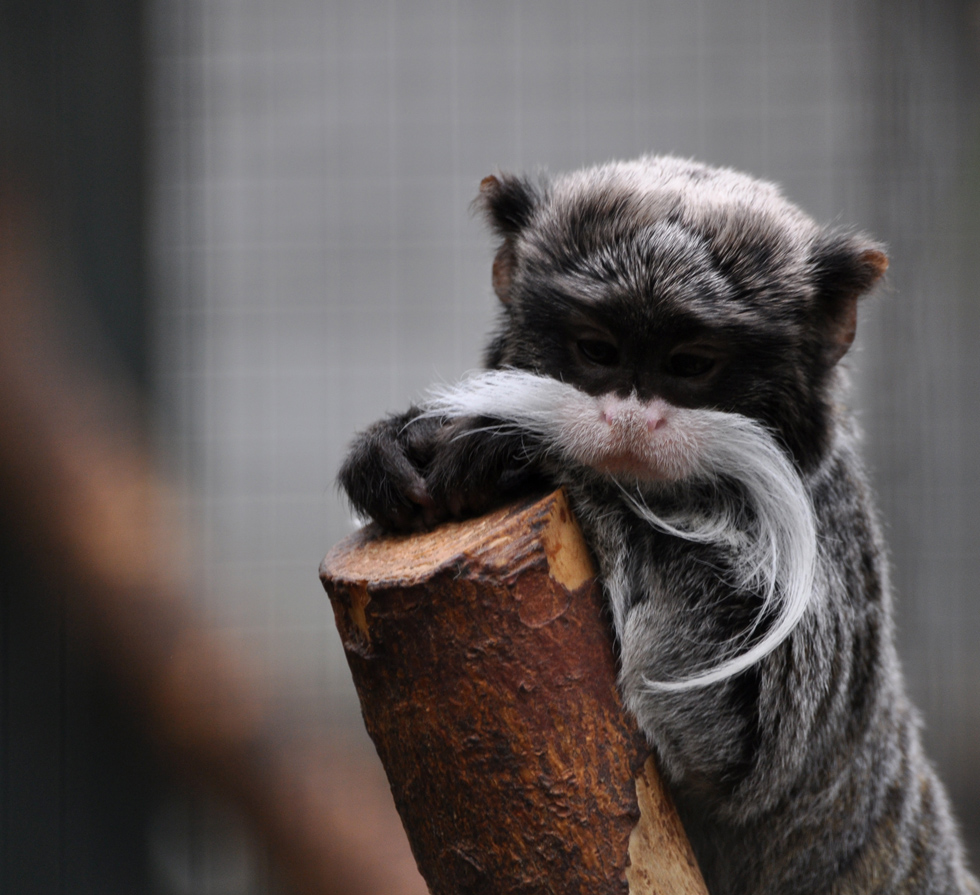 DSC_2053a kaiserbart tamarin.jpg