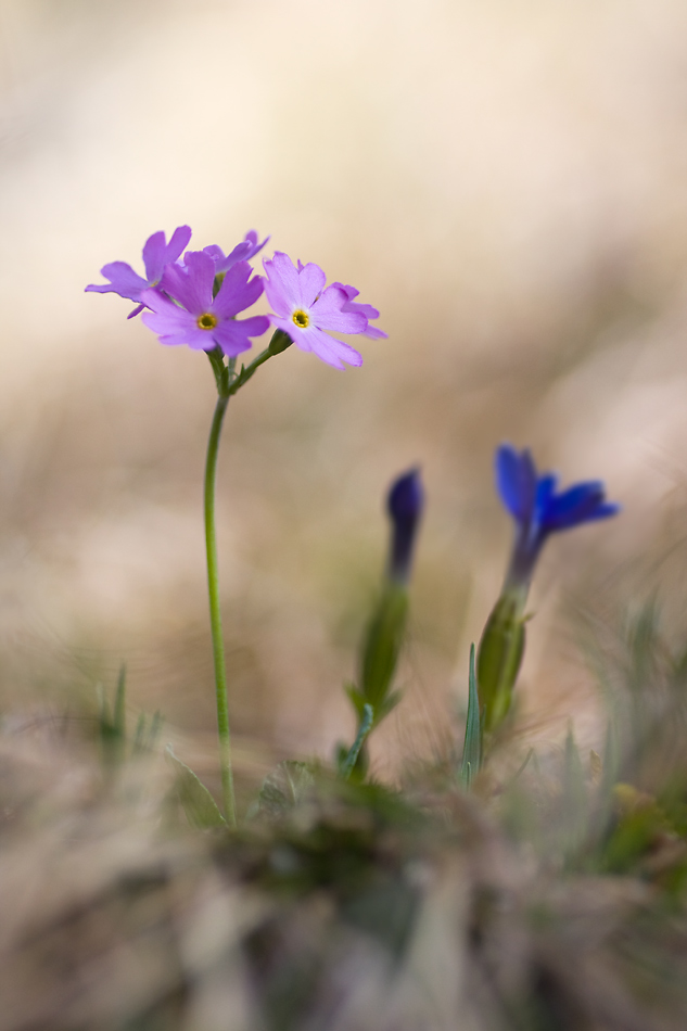 IMG_9213-mehlprimel+enzian-1-2.jpg