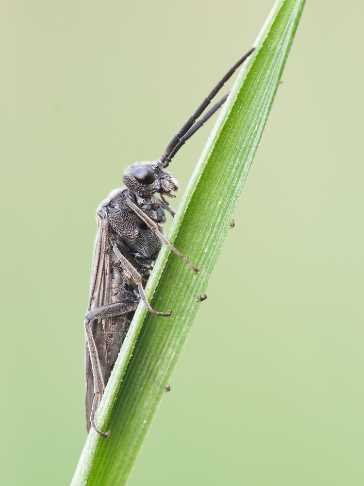 P4155443_entw_ed_klein.jpg