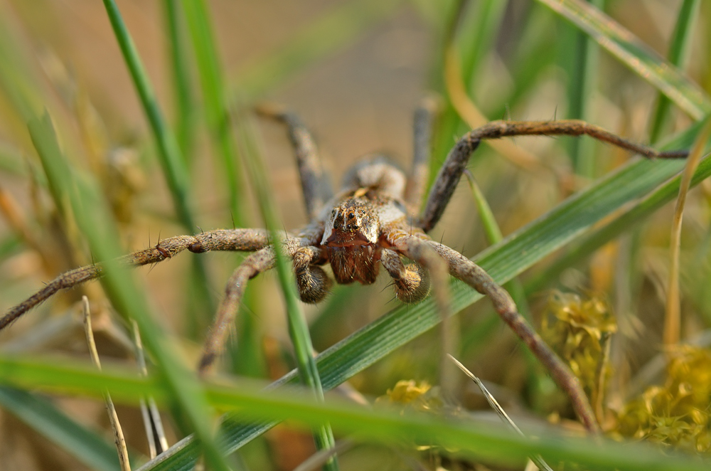 DSC_4210.jpg