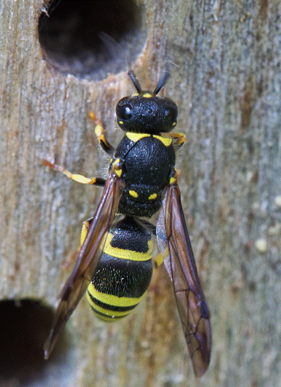 Biene 02.jpg