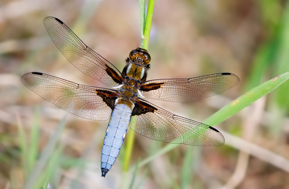 Plattbauch_Libellula depressa_DSC4432_998x653.jpg