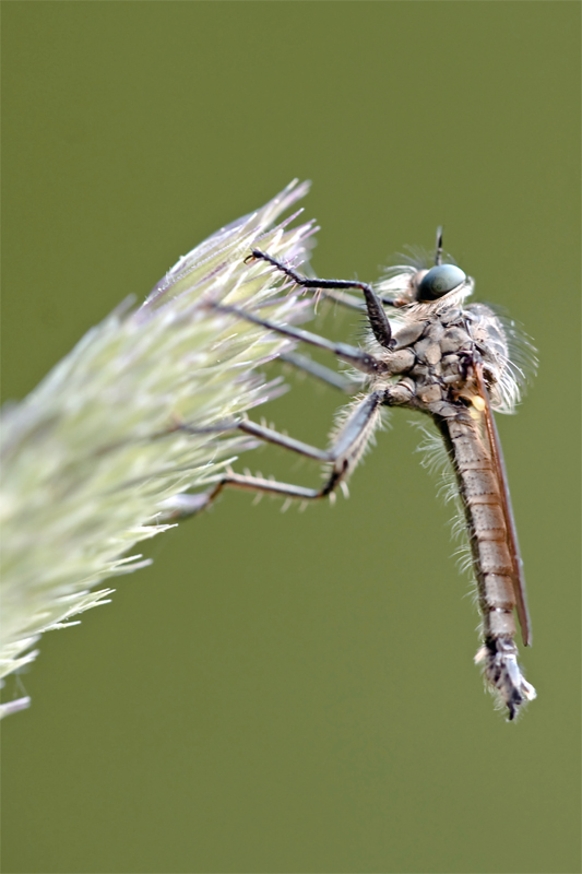 Raubfliege2.jpg