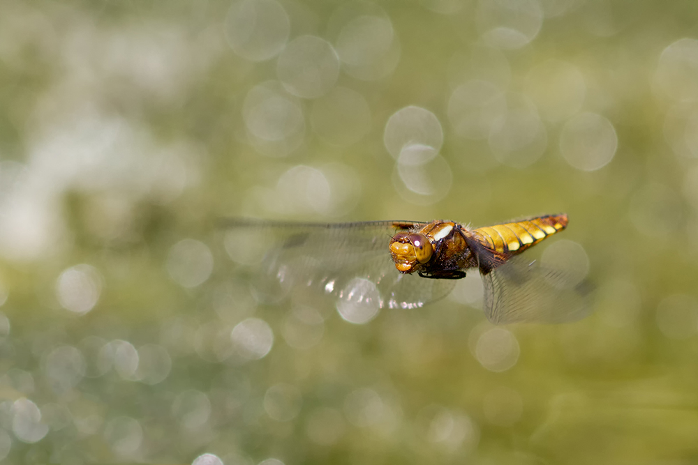 _MG_1240_Fliegender Plattbauch 1000.jpg