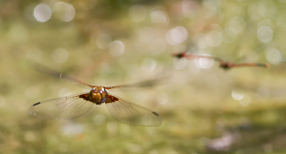 _MG_1116_Fliegender Plattbauch 1000.jpg