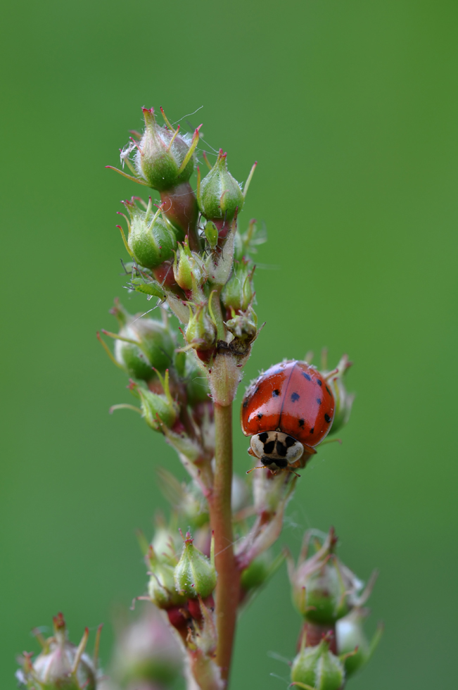 DSC_3120ab Marienkäfer aber nicht allein.jpg