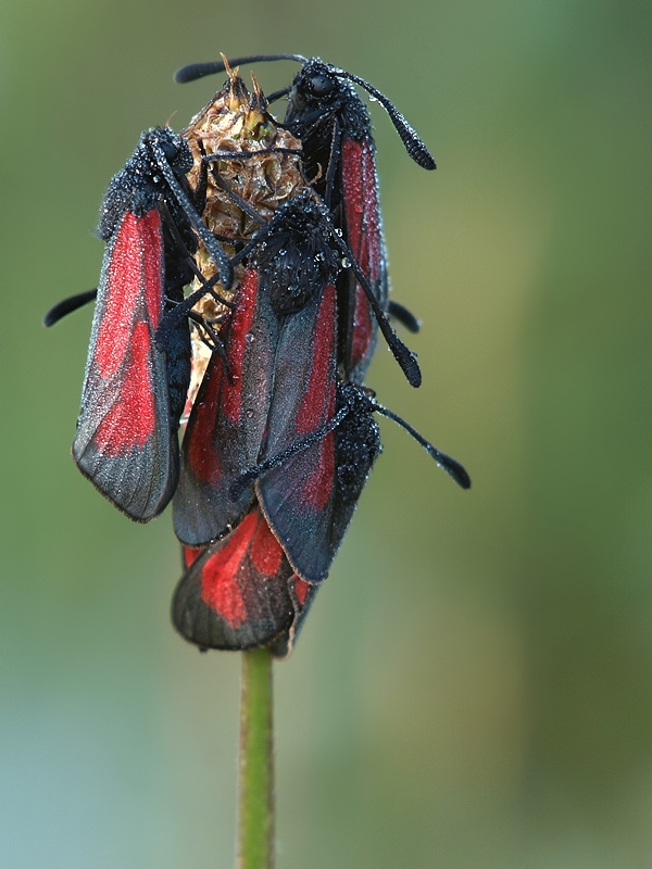 kuschelnWidder9265.jpg