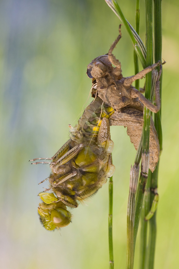 IMG_0868-L_depressa_schlupf.jpg