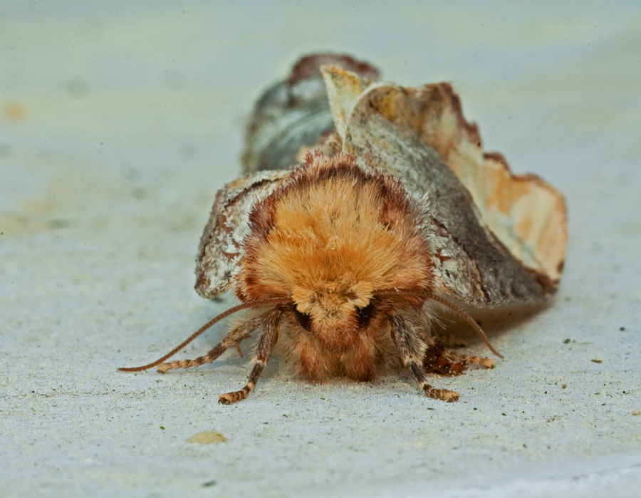 mondvogel y.jpg