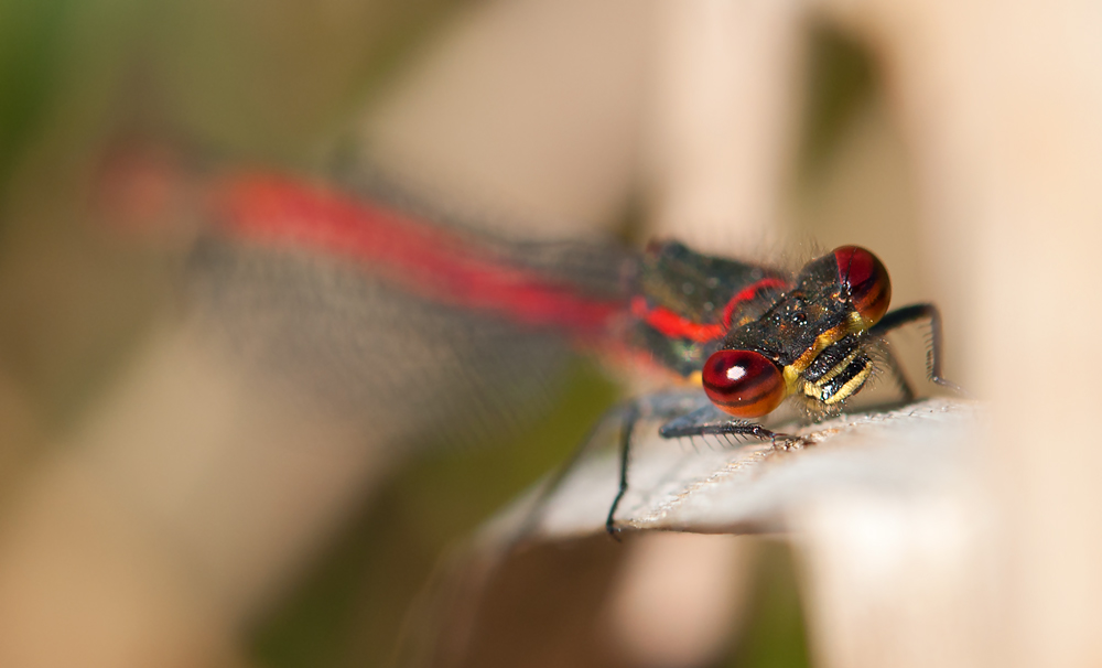 Libelle_2_09052011web.jpg