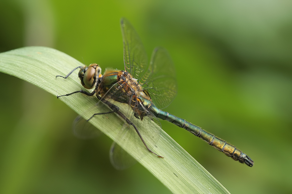 Cordulia aenea_m_IMG_0459.jpg