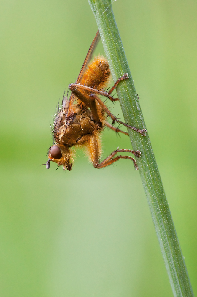 Dungfliege-7960_web1.jpg