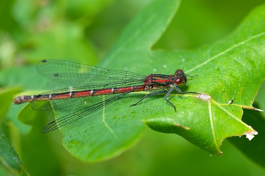 DSC_9309M.jpg
