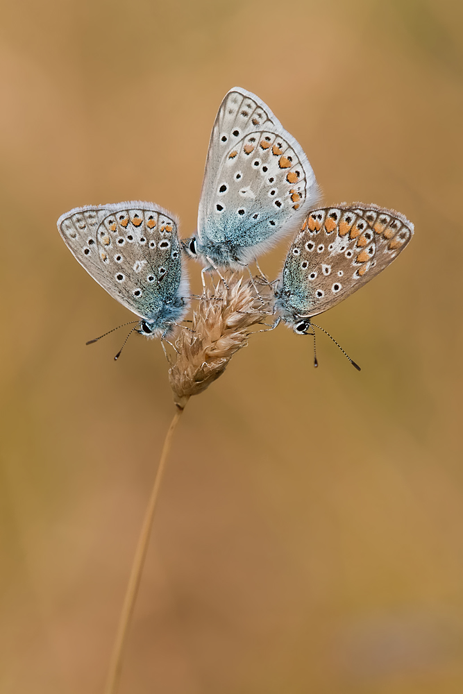 blau-IMG_9431.jpg