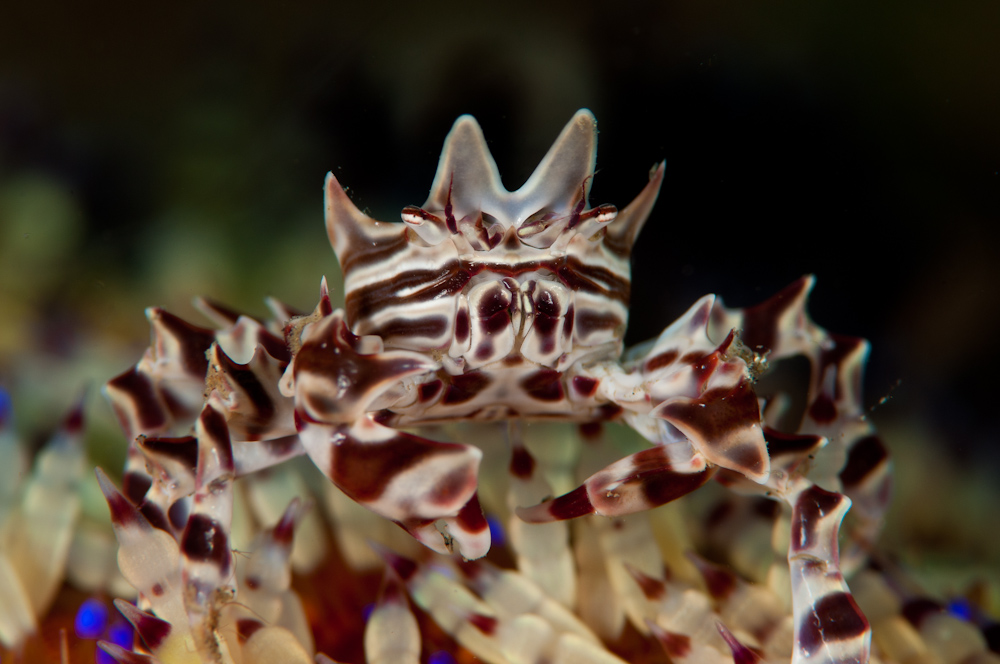 Zebra Krabbe-6596.jpg