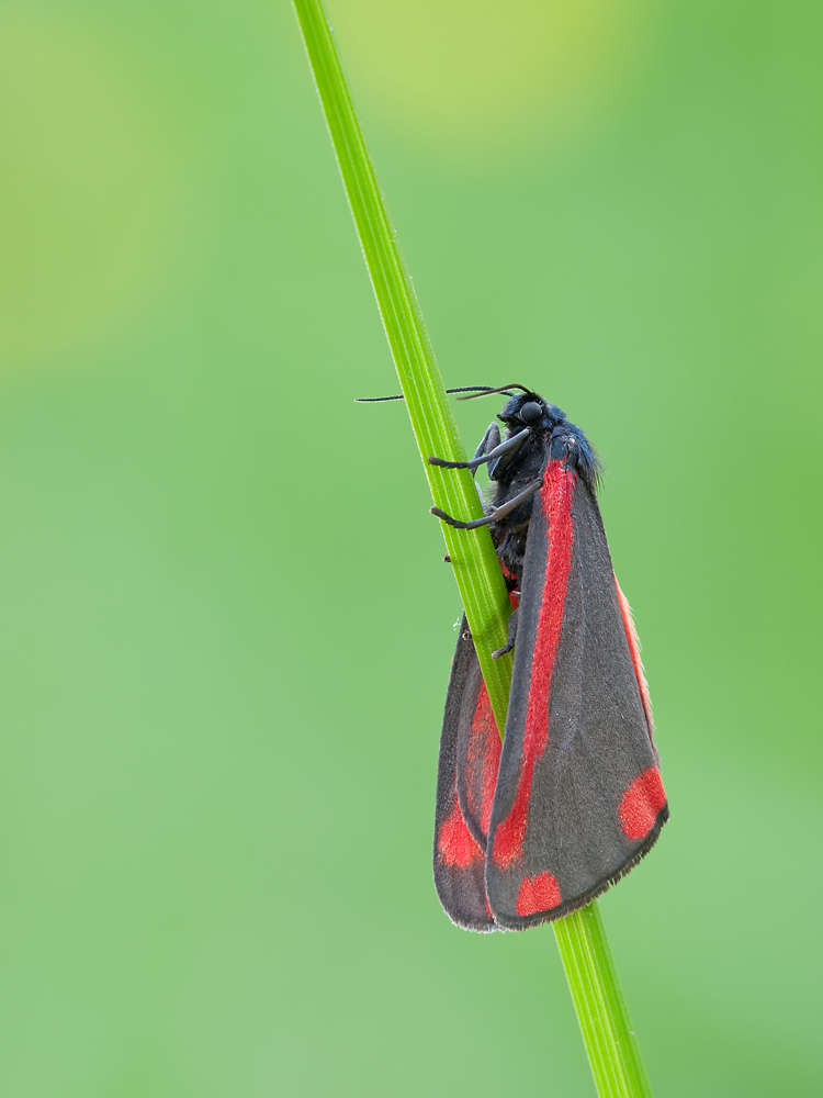 P5195780_entw_ed_klein.jpg