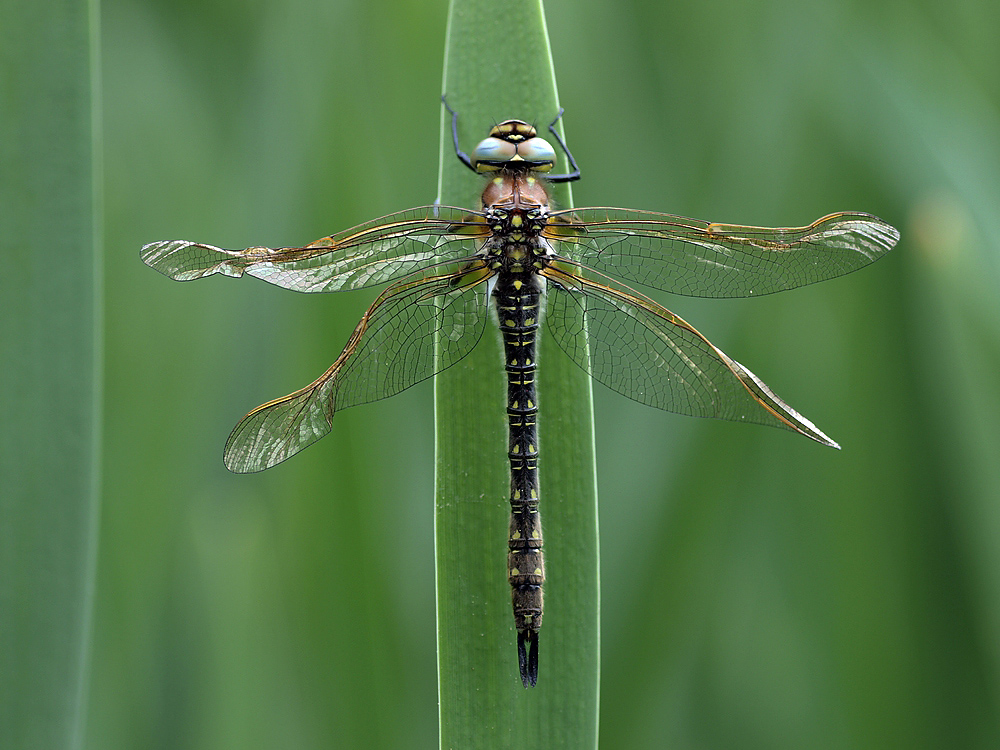 PS_comp_P4289457.jpg
