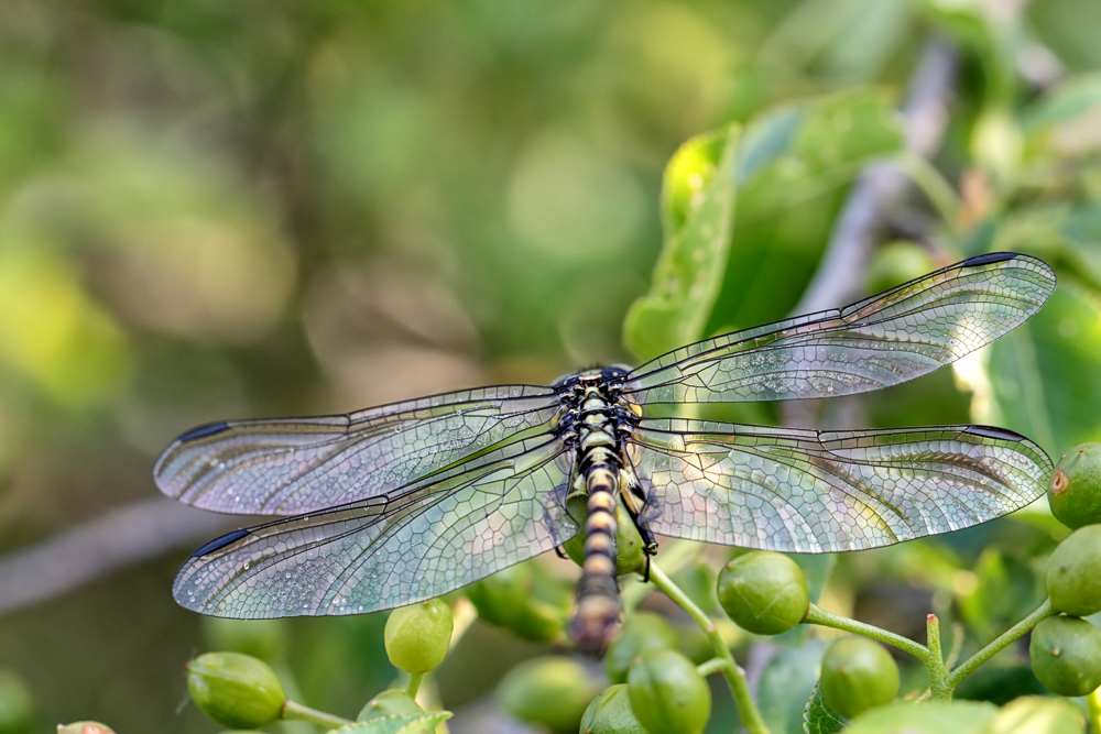_MG_4956_Tigerlilli-04.jpg