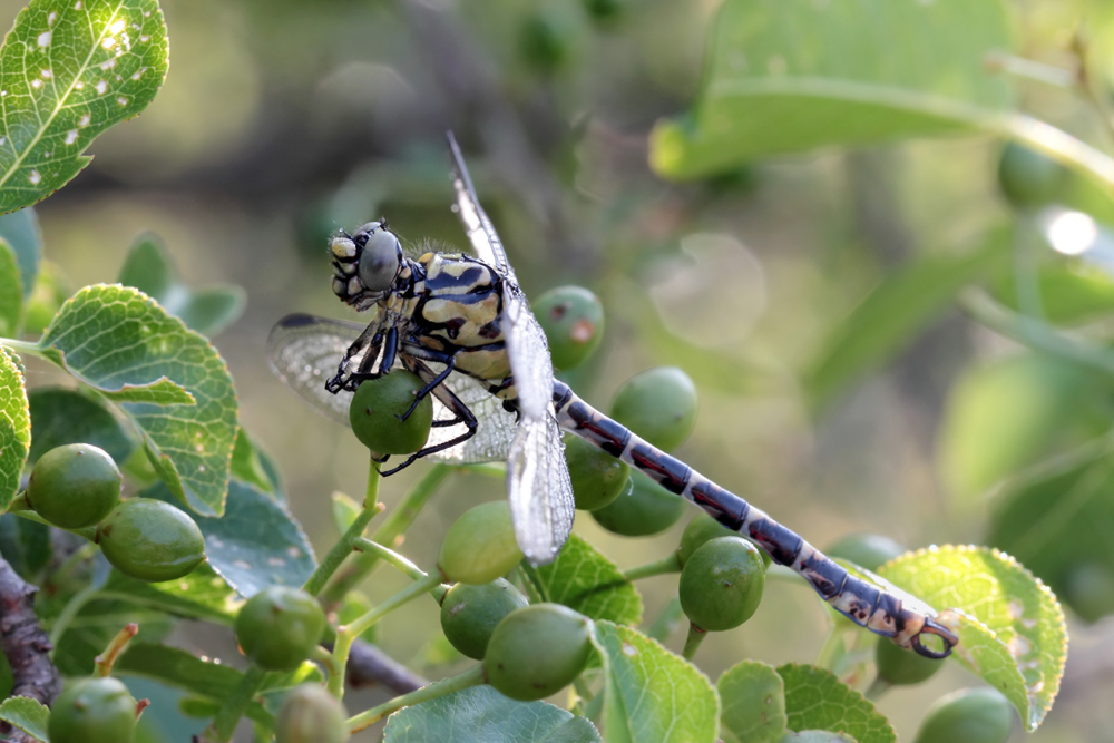 _MG_4920_Tigerlilli-01.jpg