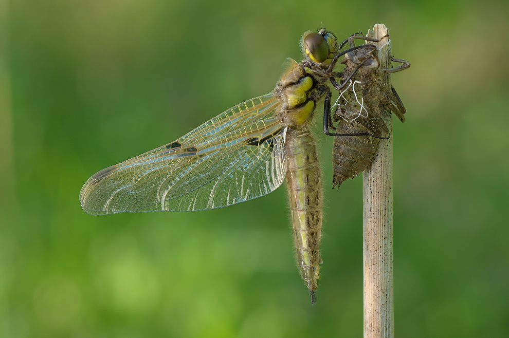 20110522_Vierfleck_DSC_0215_13_30_01_verkl.jpg