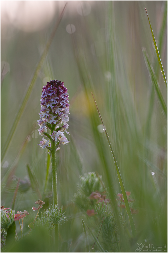 Knabenkraut2011-1.jpg