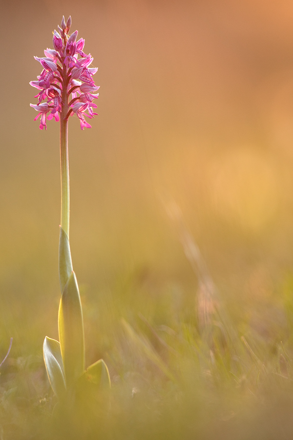 Orchis-militaris-2011-web.jpg