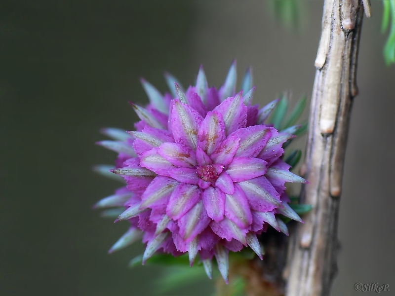 lärchenblüte.jpg